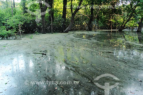  Detail of the turbid water of Cunia Lake  - Porto Velho city - Rondonia state (RO) - Brazil