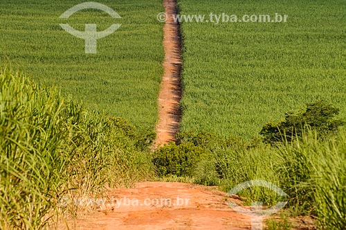  Sugarcane plantation  - Jose Bonifacio city - Sao Paulo state (SP) - Brazil