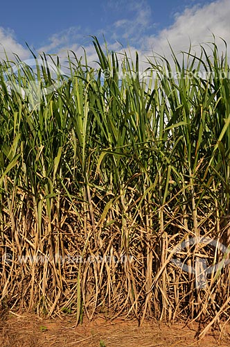  Sugarcane plantation  - Jose Bonifacio city - Sao Paulo state (SP) - Brazil