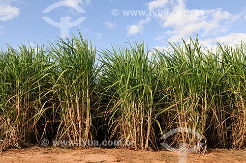  Sugarcane plantation  - Jose Bonifacio city - Sao Paulo state (SP) - Brazil