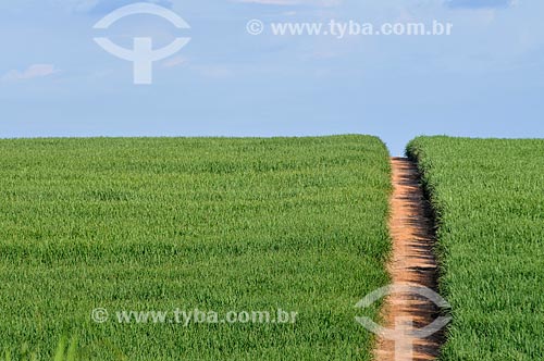  Sugarcane plantation  - Jose Bonifacio city - Sao Paulo state (SP) - Brazil