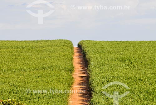  Sugarcane plantation  - Jose Bonifacio city - Sao Paulo state (SP) - Brazil