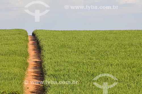  Sugarcane plantation  - Jose Bonifacio city - Sao Paulo state (SP) - Brazil