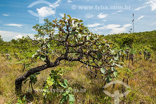  Landscape during the trail to Janela Mirante (Window Mirante) - Chapada dos Veadeiros National Park  - Alto Paraiso de Goias city - Goias state (GO) - Brazil