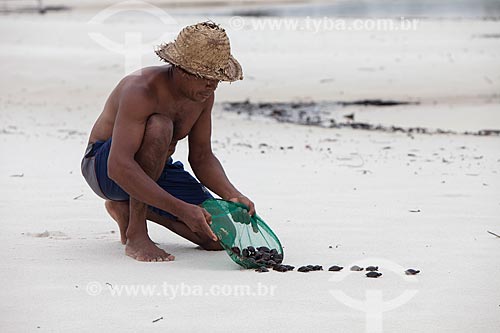  Sea turtles hatchling carried for riverine to Negro River banks  - Barcelos city - Amazonas state (AM) - Brazil