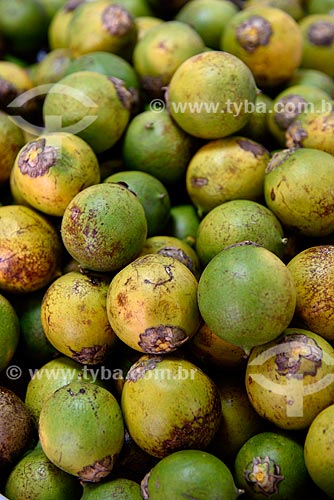  Astrocaryum aculeatum - also known as Tucuma - on sale - Manaus Moderna Fair  - Manaus city - Amazonas state (AM) - Brazil