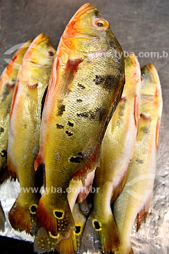  Tucunares (Cichla ocellaris) - also known as Butterfly Peacock Bass -  on sale - Manaus Moderna Fair  - Manaus city - Amazonas state (AM) - Brazil