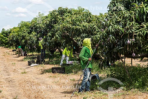  Mango harvest - Nilo Coelho Project - Sao Francisco Valley  - Petrolina city - Pernambuco state (PE) - Brazil