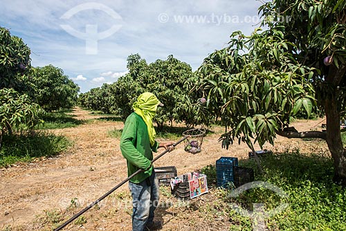  Mango harvest - Nilo Coelho Project - Sao Francisco Valley  - Petrolina city - Pernambuco state (PE) - Brazil