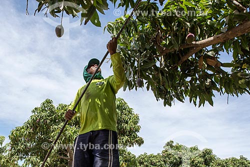  Mango harvest - Nilo Coelho Project - Sao Francisco Valley  - Petrolina city - Pernambuco state (PE) - Brazil