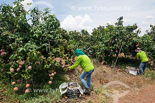  Mango harvest - Nilo Coelho Project - Sao Francisco Valley  - Petrolina city - Pernambuco state (PE) - Brazil