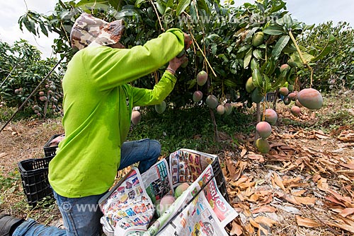  Mango harvest - Nilo Coelho Project - Sao Francisco Valley  - Petrolina city - Pernambuco state (PE) - Brazil