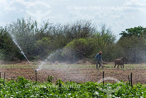  Sprinkler irrigation system - Nilo Coelho Project - Sao Francisco Valley  - Petrolina city - Pernambuco state (PE) - Brazil