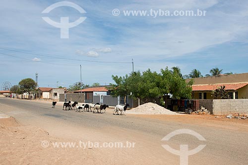  Village of Nilo Coelho Project - Sao Francisco Valley  - Petrolina city - Pernambuco state (PE) - Brazil