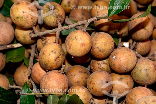  Detail of the fruit of talisia esculenta to sale - street fair  - Rio de Janeiro city - Rio de Janeiro state (RJ) - Brazil