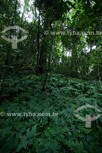  Trees - headquarter Guapimirm of the Serra dos Orgaos National Park  - Guapimirim city - Rio de Janeiro state (RJ) - Brazil