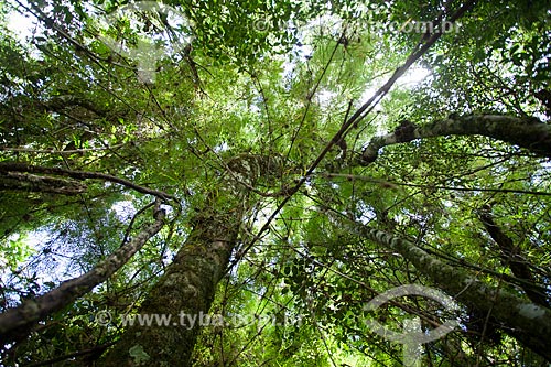  Trees - Serra dos Orgaos National Park during trail between Teresopolis and Petropolis cities  - Teresopolis city - Rio de Janeiro state (RJ) - Brazil