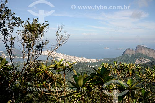  General view of Leblon neighborhood from trail of Queimado Mountain with the Rodrigo de Freitas Lagoon - to the left - and Morro Dois Irmaos (Two Brothers Mountain) to the right  - Rio de Janeiro city - Rio de Janeiro state (RJ) - Brazil