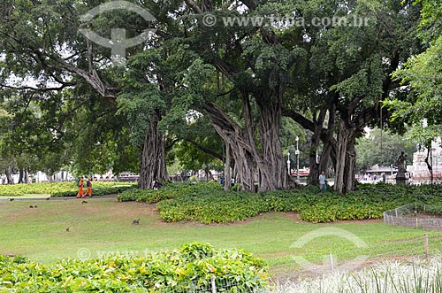  Tree - Campo de Santana  - Rio de Janeiro city - Rio de Janeiro state (RJ) - Brazil