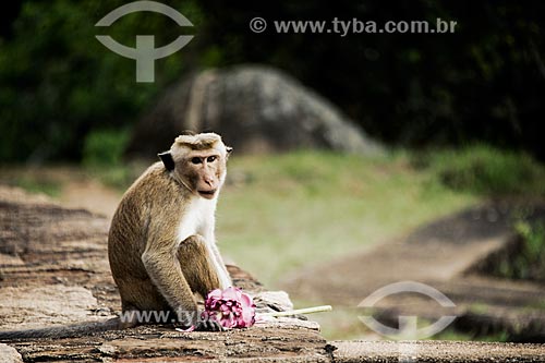  Monkey with Indian lotus (Nelumbo nucifera)  - Sri Lanka