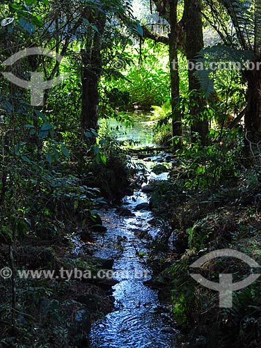  Stream - Canela city  - Canela city - Rio Grande do Sul state (RS) - Brazil