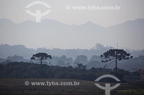  Landscape with araucarias (Araucaria angustifolia)  - Sao Jose dos Pinhais city - Parana state (PR) - Brazil