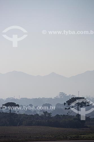  Landscape with araucarias (Araucaria angustifolia)  - Sao Jose dos Pinhais city - Parana state (PR) - Brazil