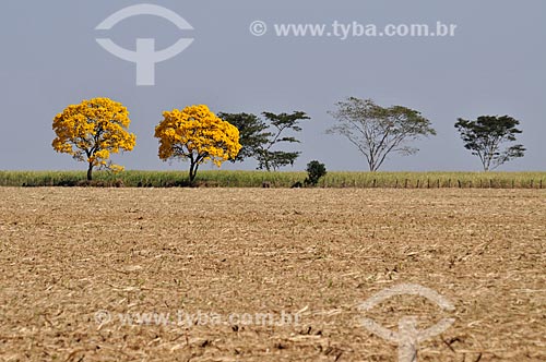  Detail of Yellow Ipe Tree  - Votuporanga city - Sao Paulo state (SP) - Brazil