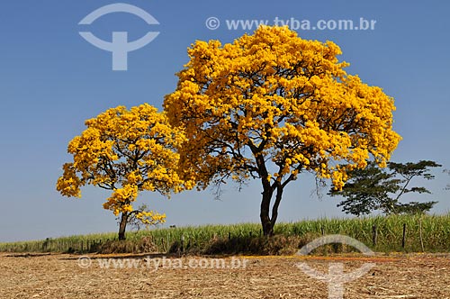  Detail of Yellow Ipe Tree  - Votuporanga city - Sao Paulo state (SP) - Brazil