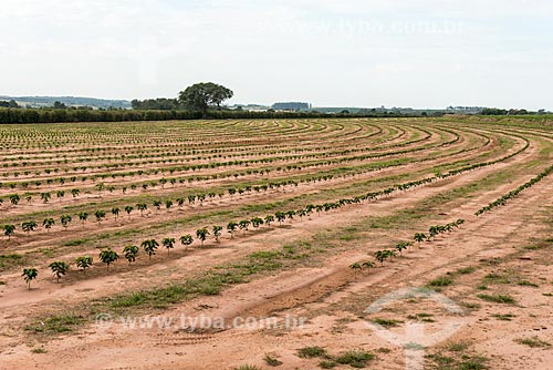  Plantation of new coffee  - Garca city - Sao Paulo state (SP) - Brazil