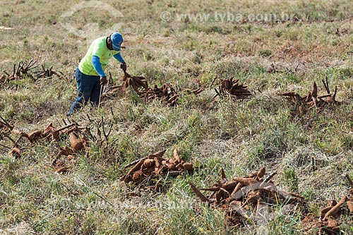  Cassava harvesting  - Garca city - Sao Paulo state (SP) - Brazil