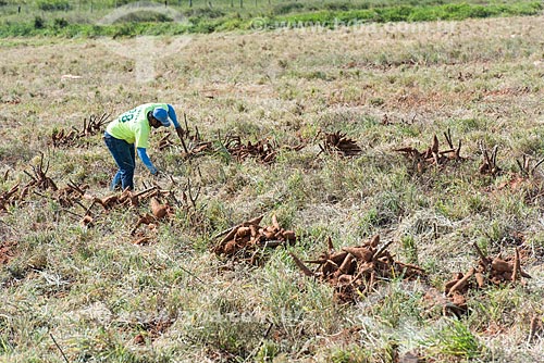  Cassava harvesting  - Garca city - Sao Paulo state (SP) - Brazil