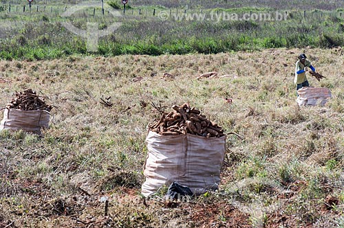  Cassava harvesting  - Garca city - Sao Paulo state (SP) - Brazil