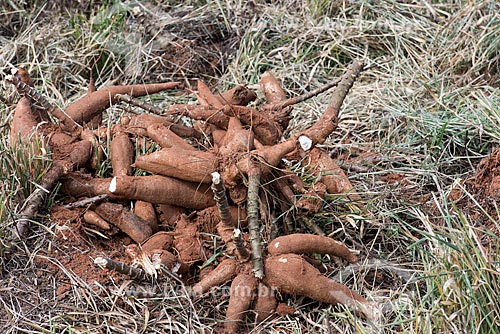  Cassava  - Garca city - Sao Paulo state (SP) - Brazil