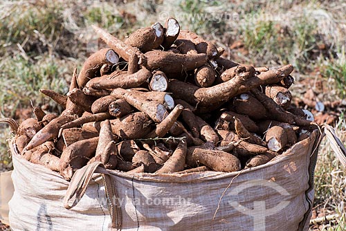  Cassava  - Garca city - Sao Paulo state (SP) - Brazil