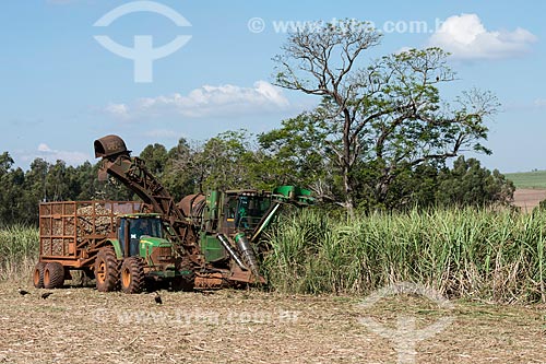  Mechanical harvesting of sugarcane  - Iaras city - Sao Paulo state (SP) - Brazil