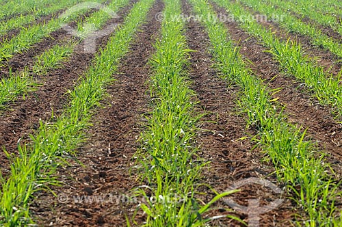  Sugarcane plantation  - Planalto city - Sao Paulo state (SP) - Brazil