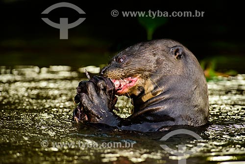  Giant otter (Pteronura brasiliensis) eating  - Pocone city - Mato Grosso state (MT) - Brazil