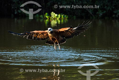  Black-collared Hawk (Busarellus nigricollis) flying over river Pantanal  - Mato Grosso state (MT) - Brazil