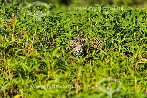  Jaguar (Panthera onca) - Pantanal  - Mato Grosso state (MT) - Brazil