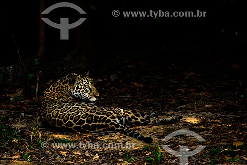  Jaguar (Panthera onca) - Pantanal  - Mato Grosso state (MT) - Brazil