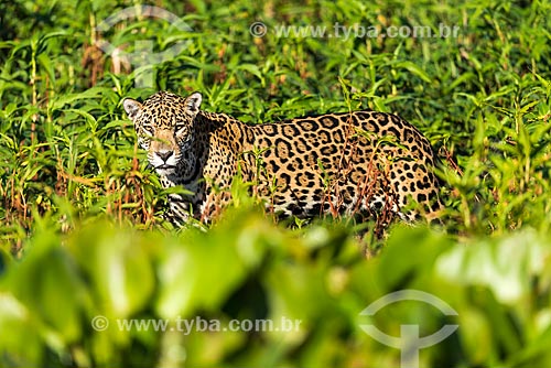  Jaguar (Panthera onca) - Pantanal  - Mato Grosso state (MT) - Brazil