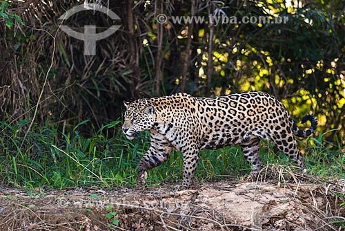  Jaguar (Panthera onca) - Pantanal  - Mato Grosso state (MT) - Brazil
