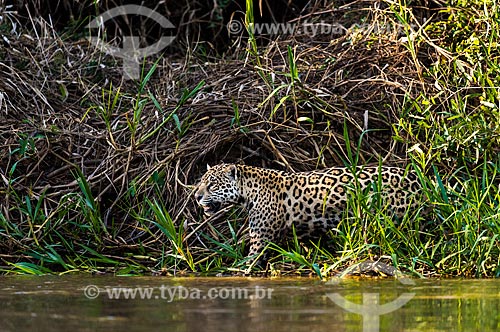  Jaguar (Panthera onca) - Pantanal  - Mato Grosso state (MT) - Brazil