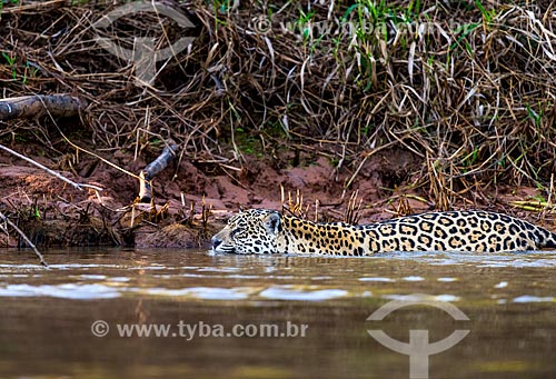  Jaguar (Panthera onca) - Pantanal  - Mato Grosso state (MT) - Brazil