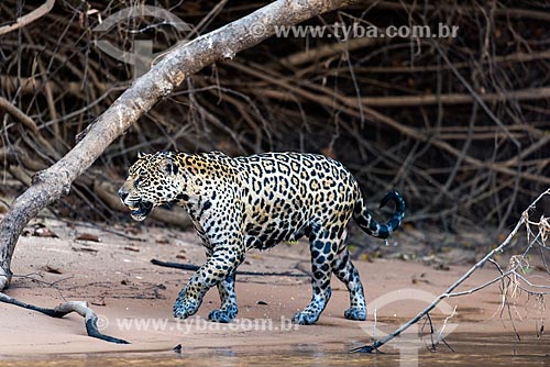  Jaguar (Panthera onca) - Pantanal  - Mato Grosso state (MT) - Brazil