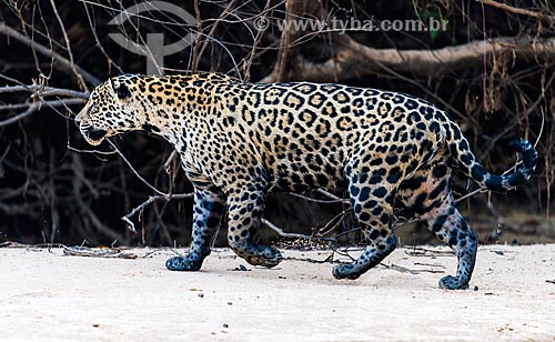  Jaguar (Panthera onca) - Pantanal  - Mato Grosso state (MT) - Brazil