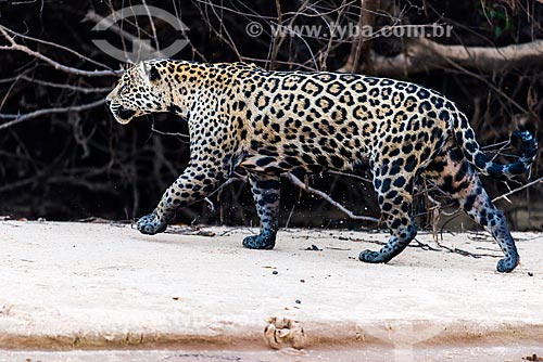  Jaguar (Panthera onca) - Pantanal  - Mato Grosso state (MT) - Brazil