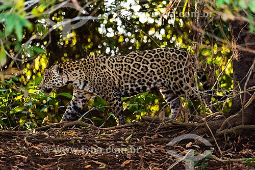  Jaguar (Panthera onca) - Pantanal  - Mato Grosso state (MT) - Brazil