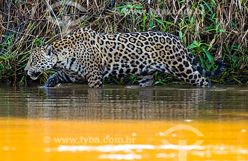  Jaguar (Panthera onca) - Pantanal  - Mato Grosso state (MT) - Brazil